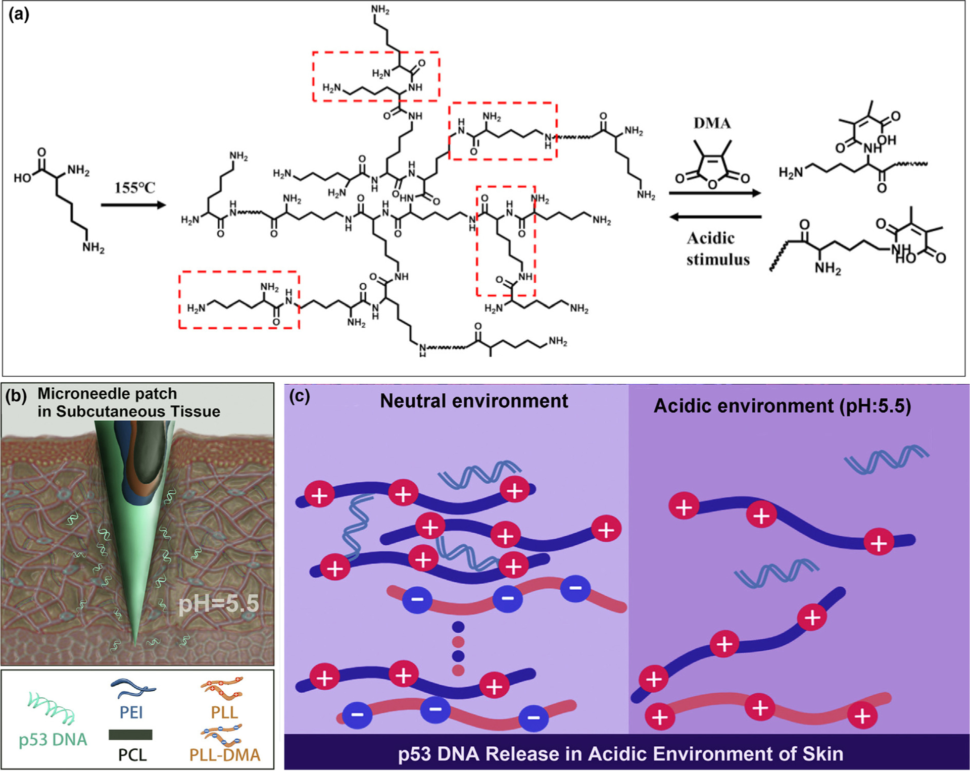 Stimuli-responsive transdermal microneedle patches - PMC