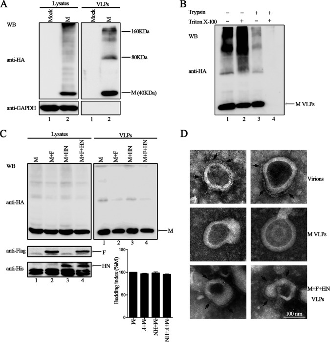 FIG 1