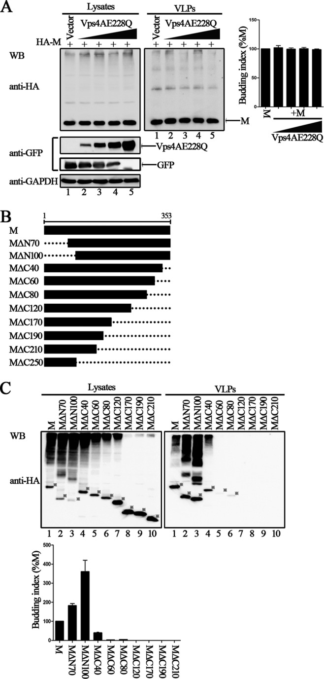 FIG 2