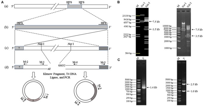 FIGURE 6