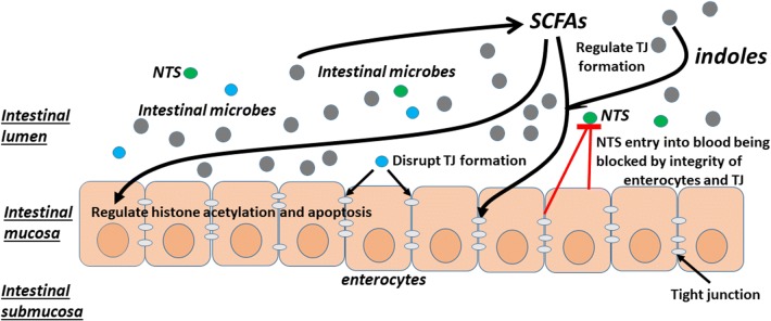 Fig. 1