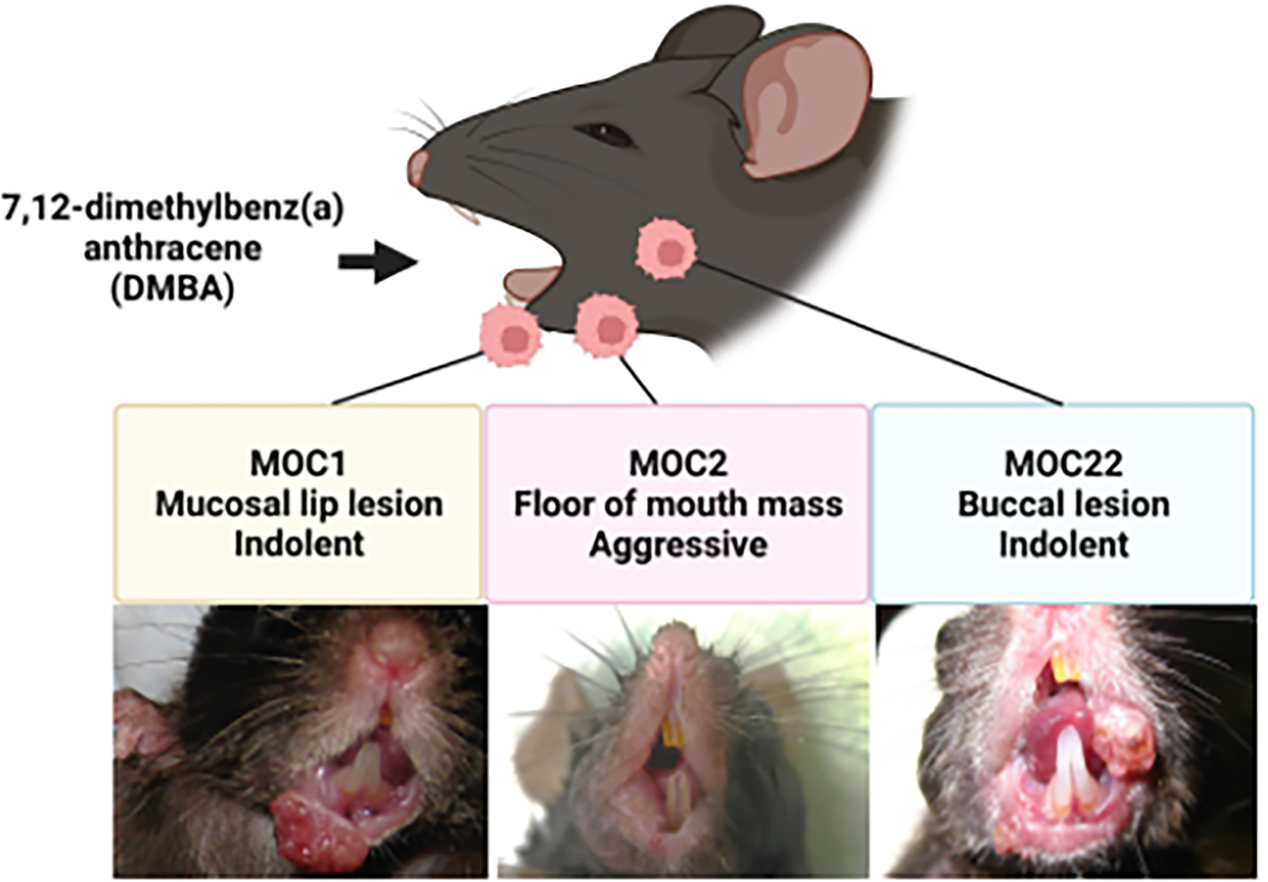 Figure 1: