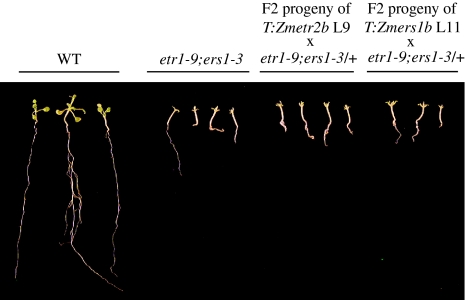 Fig. 9