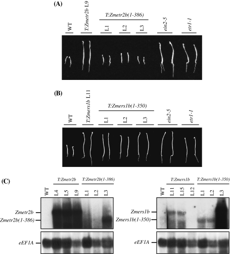 Fig. 8