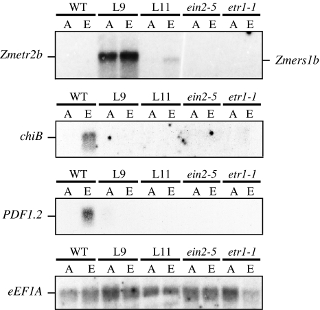 Fig. 7