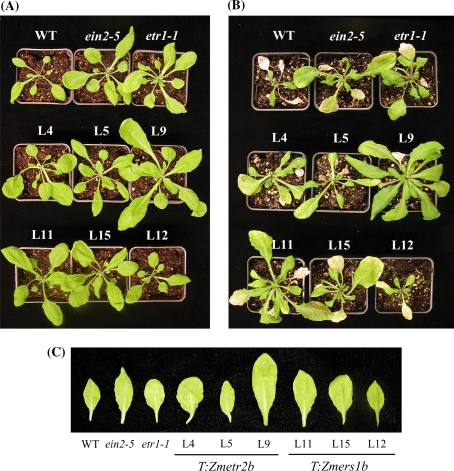 Fig. 3