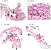 Figure 3 (A-D)
