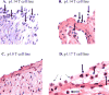 Figure 4 (A-D)