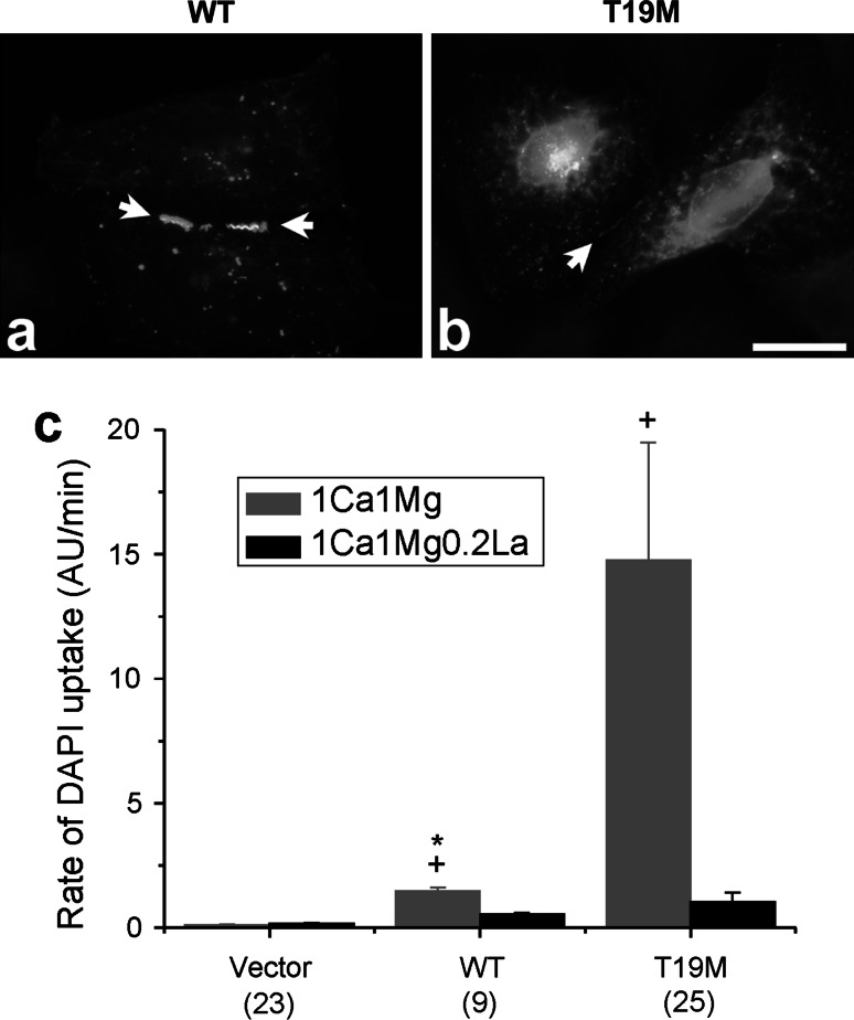 Fig. 8