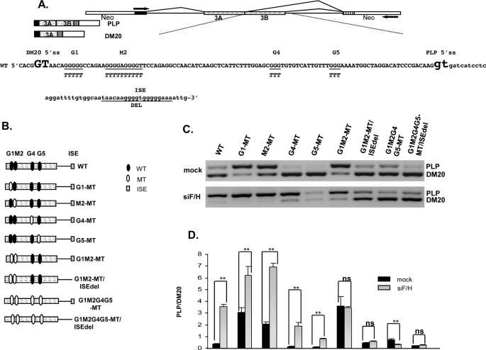 FIGURE 1.