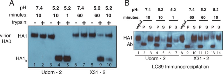 Figure 4—figure supplement 1.