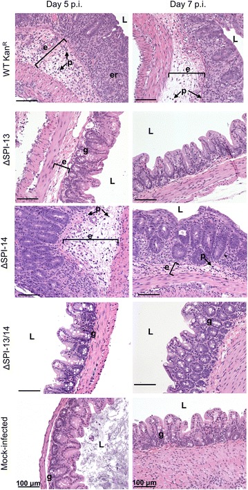 Fig. 5