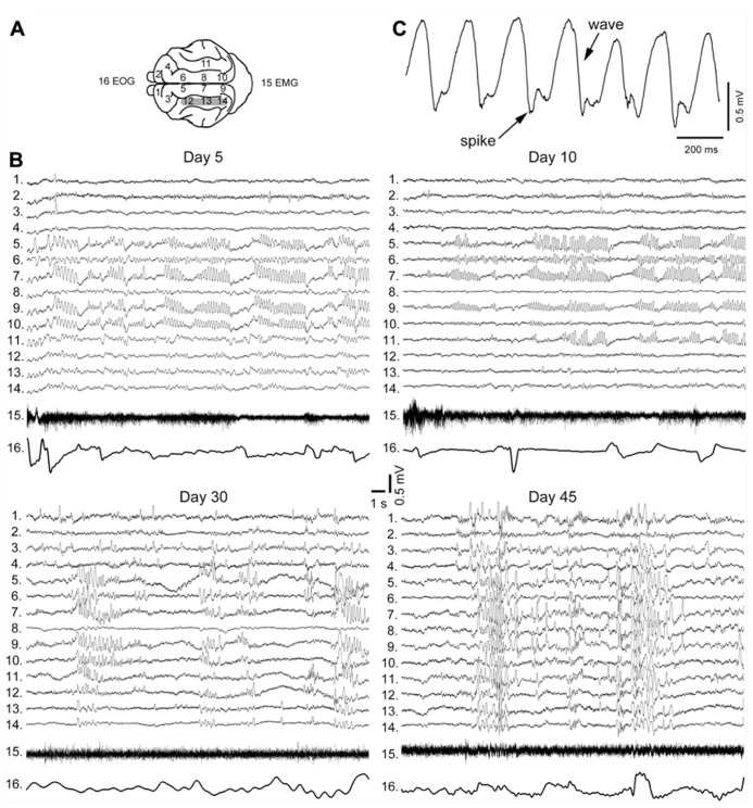 FIGURE 3