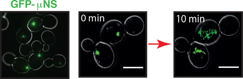 Figure 1—figure supplement 1.