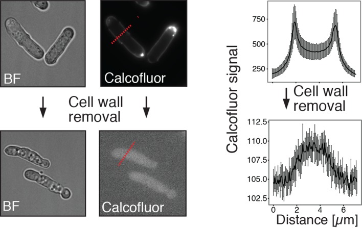 Figure 5—figure supplement 6.