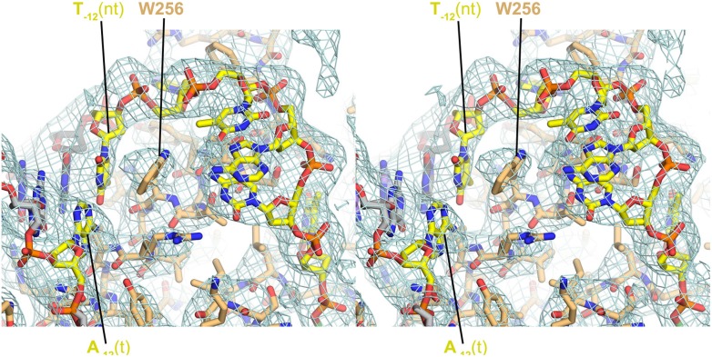 Figure 3—figure supplement 1.