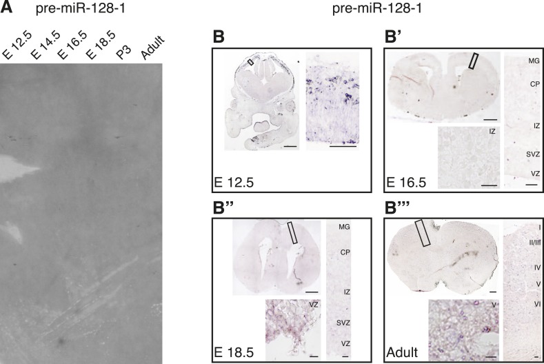 Figure 1—figure supplement 2.