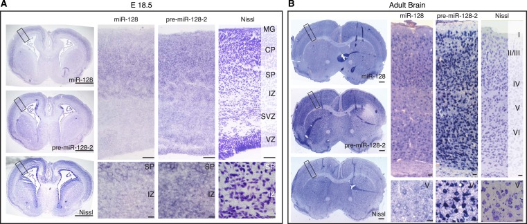 Figure 2—figure supplement 1.