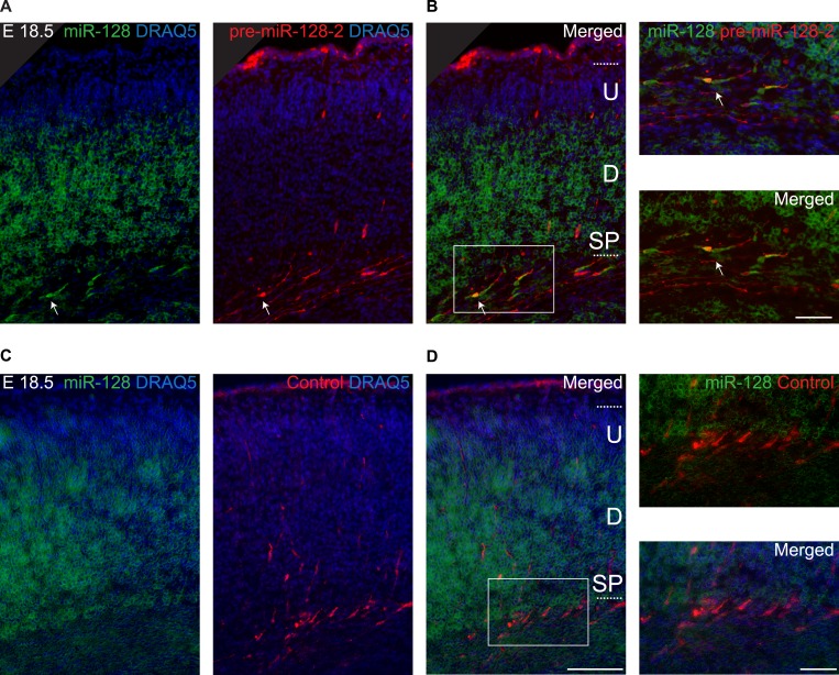 Figure 3—figure supplement 1.