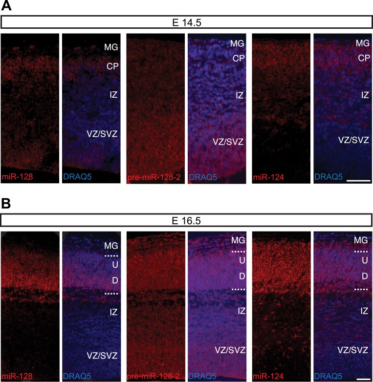 Figure 2—figure supplement 3.