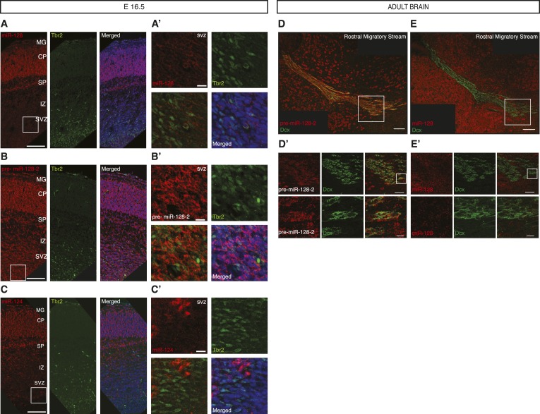 Figure 2—figure supplement 2.