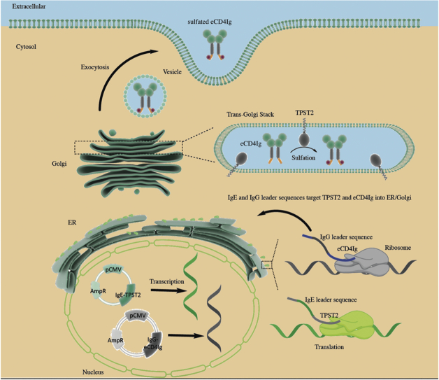 Unlabelled Image