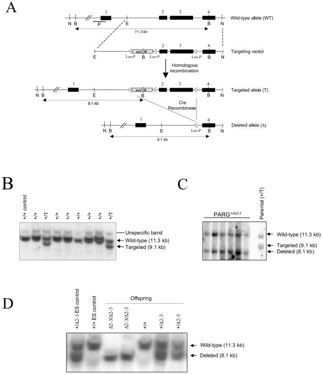 FIG. 1.