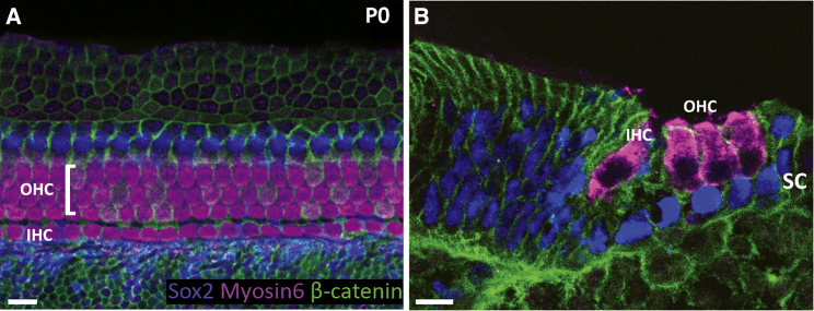 Figure 1