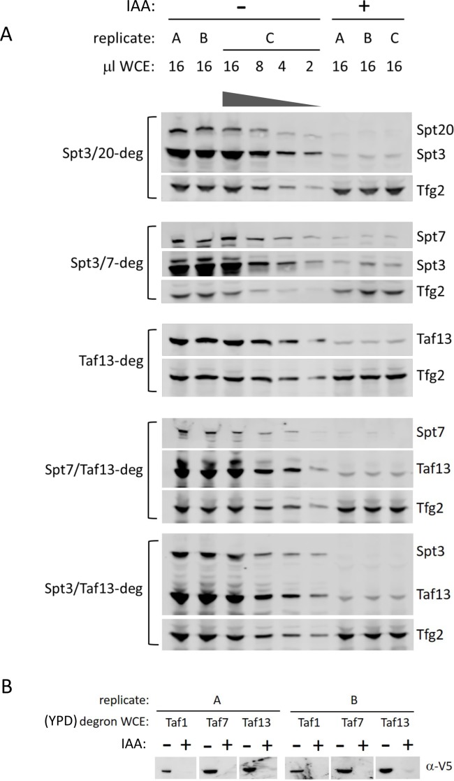 Figure 1—figure supplement 2.