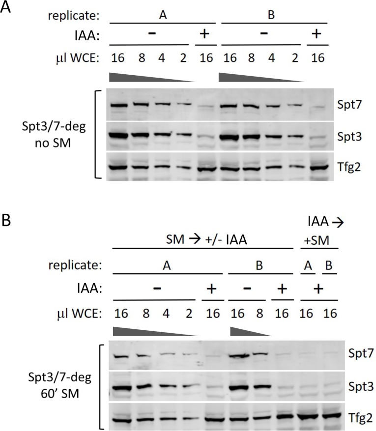 Figure 7—figure supplement 1.