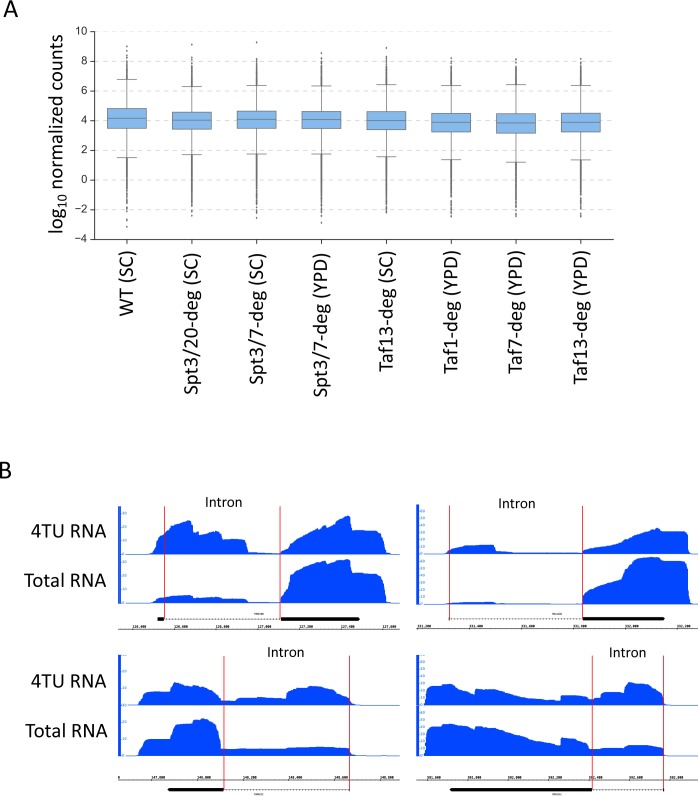 Figure 1—figure supplement 3.