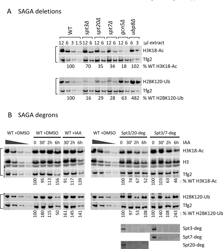 Figure 5—figure supplement 1.