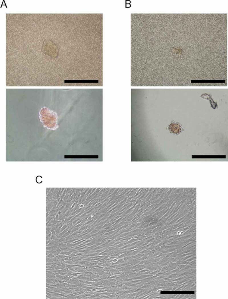 Figure 2.