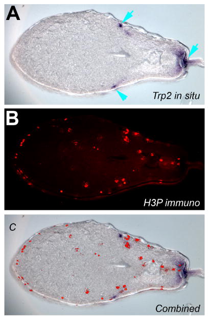 FIGURE 3