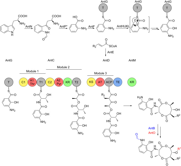 The regulation and biosynthesis of antimycins - PMC