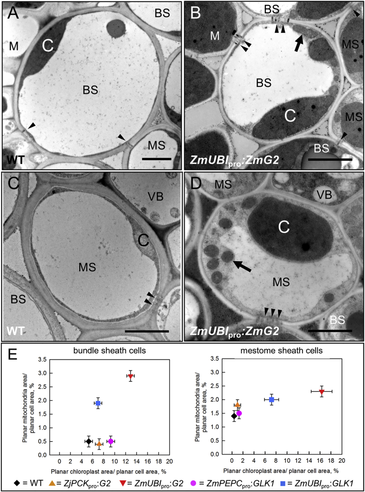 Figure 4