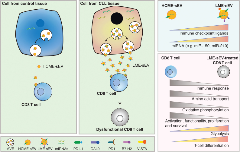 Figure 1. Cells from CLL tissues secrete a higher level of sEVs (LME-sEVs) compared with cells from control tissue (HCME-sEVs). With immune-checkpoint ligands (e.g., PD-L1, GAL9, and VISTA) and miRNAs (e.g., miR-150, miR-210), LME-sEVs suppress CD8 T-cell function by changing their transcriptome, proteome, and metabolome. HCME-sEV, healthy control tissue-derived small extracellular vesicle; GAL9, galectin-9; PD-1, programmed death-1; B7-H2, programmed death-ligand 2; VISTA, V-domain Ig suppressor of T-cell activation.