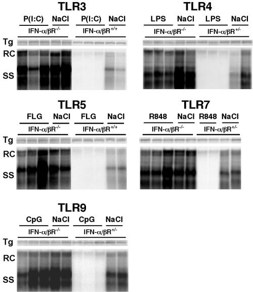 FIG. 2.