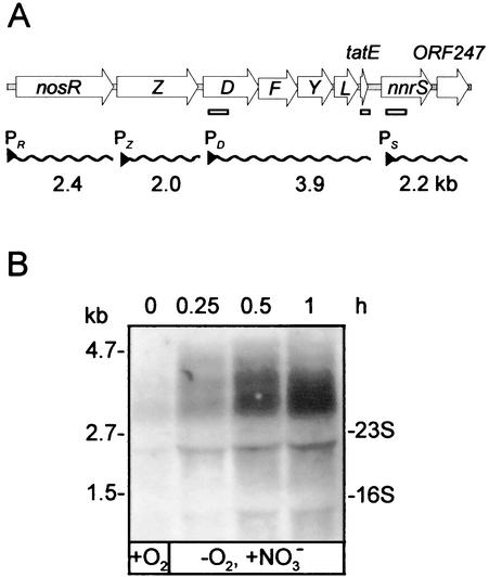 FIG. 1.