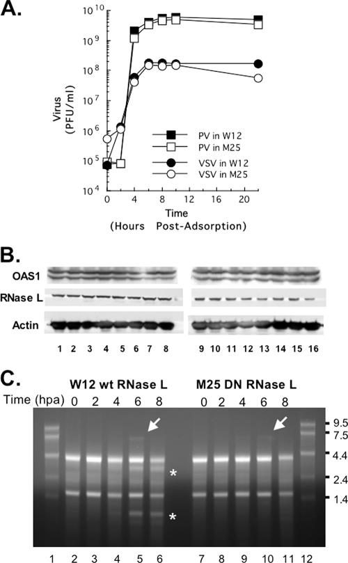 FIG. 8.