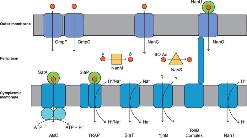 Fig. 2