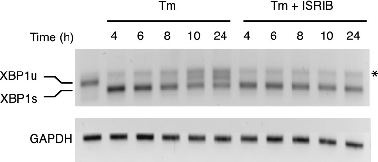 Figure 5—figure supplement 2.