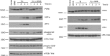 Figure 3—figure supplement 1.