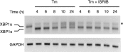 Figure 5—figure supplement 2.