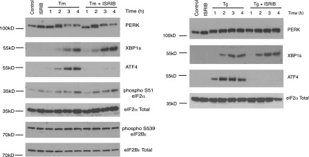 Figure 3—figure supplement 1.