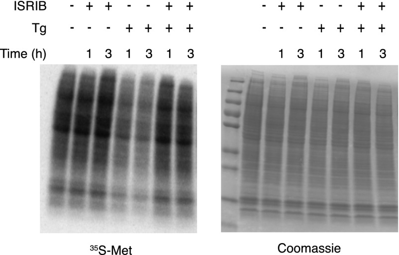 Figure 3—figure supplement 2.