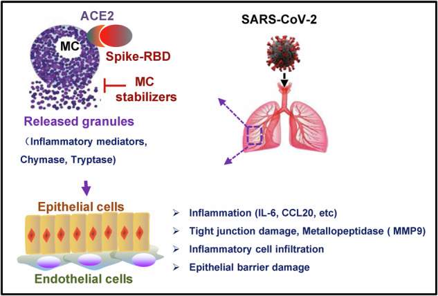 graphic file with name 41392_2021_849_Figa_HTML.jpg