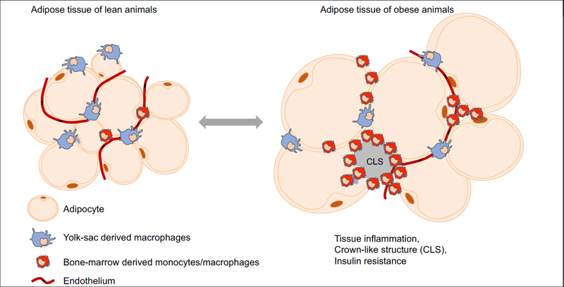 Figure 1)