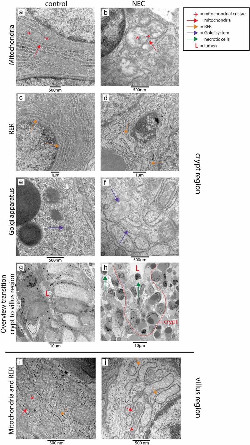 Figure 6.