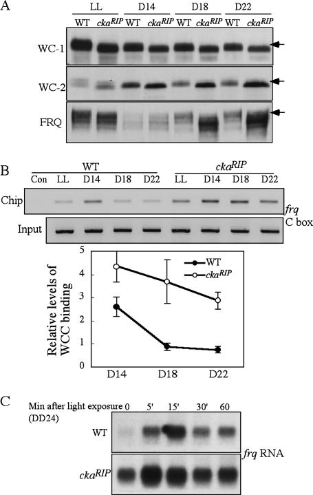 Figure 7.